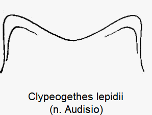 clypeogethes_lepidii_ol.gif