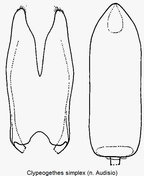 clypeogethes_simplex.gif