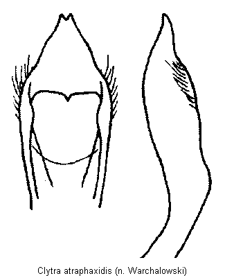 clytra_atraphaxidis.gif
