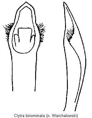 clytra_binominata.gif