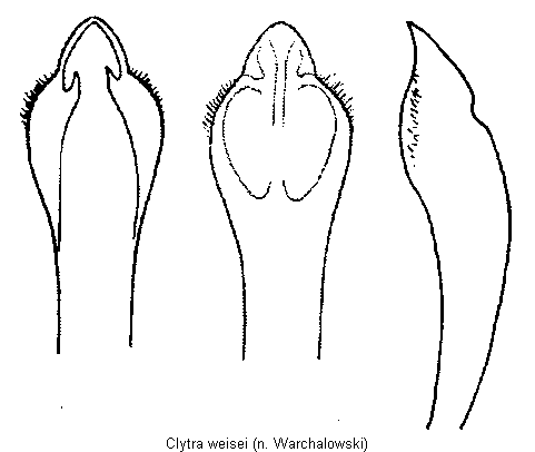 clytra_weisei.gif