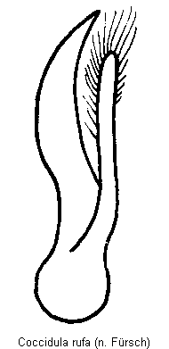 coccidula_rufa.gif