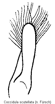 coccidula_scutellata.gif