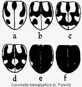 coccinella_hieroglyphica_fld.gif