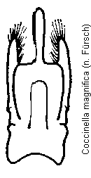 coccinella_magnifica.gif