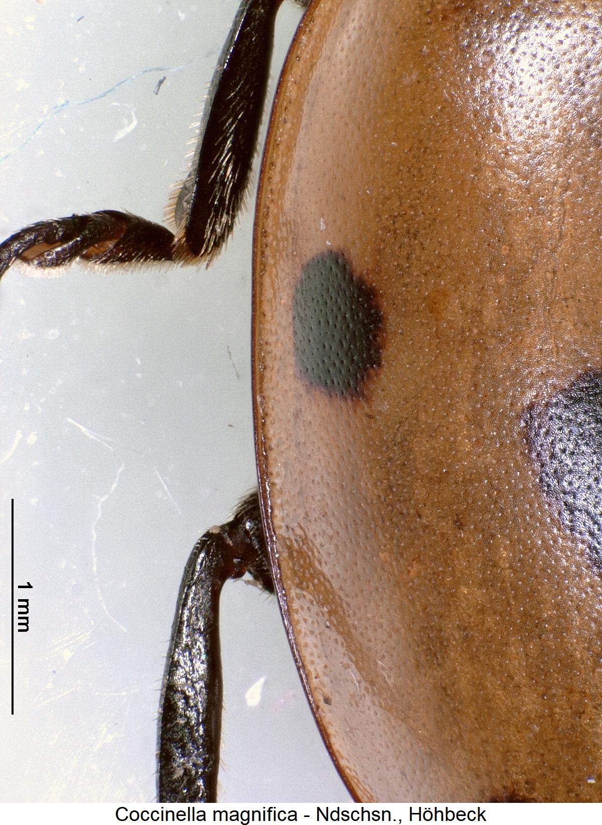 coccinella_magnifica_hschl.jpg