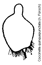 coccinella_quinquepunctata_genpl.gif