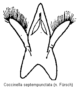 coccinella_septempunctata.gif