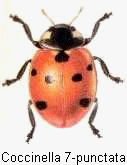 coccinella_septempunctata_hab.gif