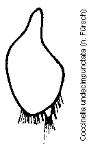 coccinella_undecimpunctata_genpl.gif