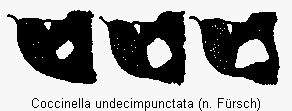 coccinella_undecimpunctata_k.gif