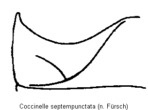 coccinelle_septempunctata_us.gif