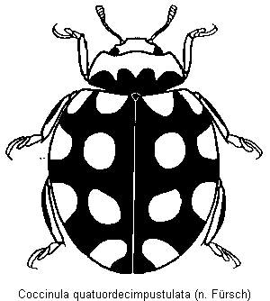 coccinula_quatuordecimpustulata_hab.gif
