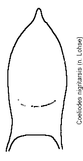 coeliodes_nigritarsis.gif