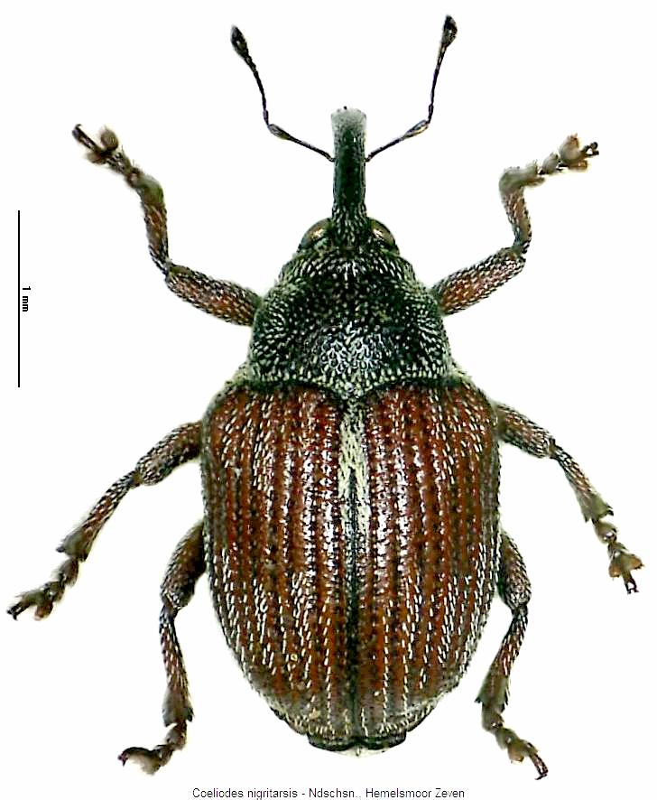 coeliodes_nigritarsis_hab.jpg