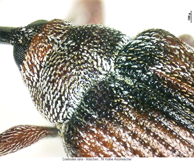 coeliodes_rana_vk.jpg