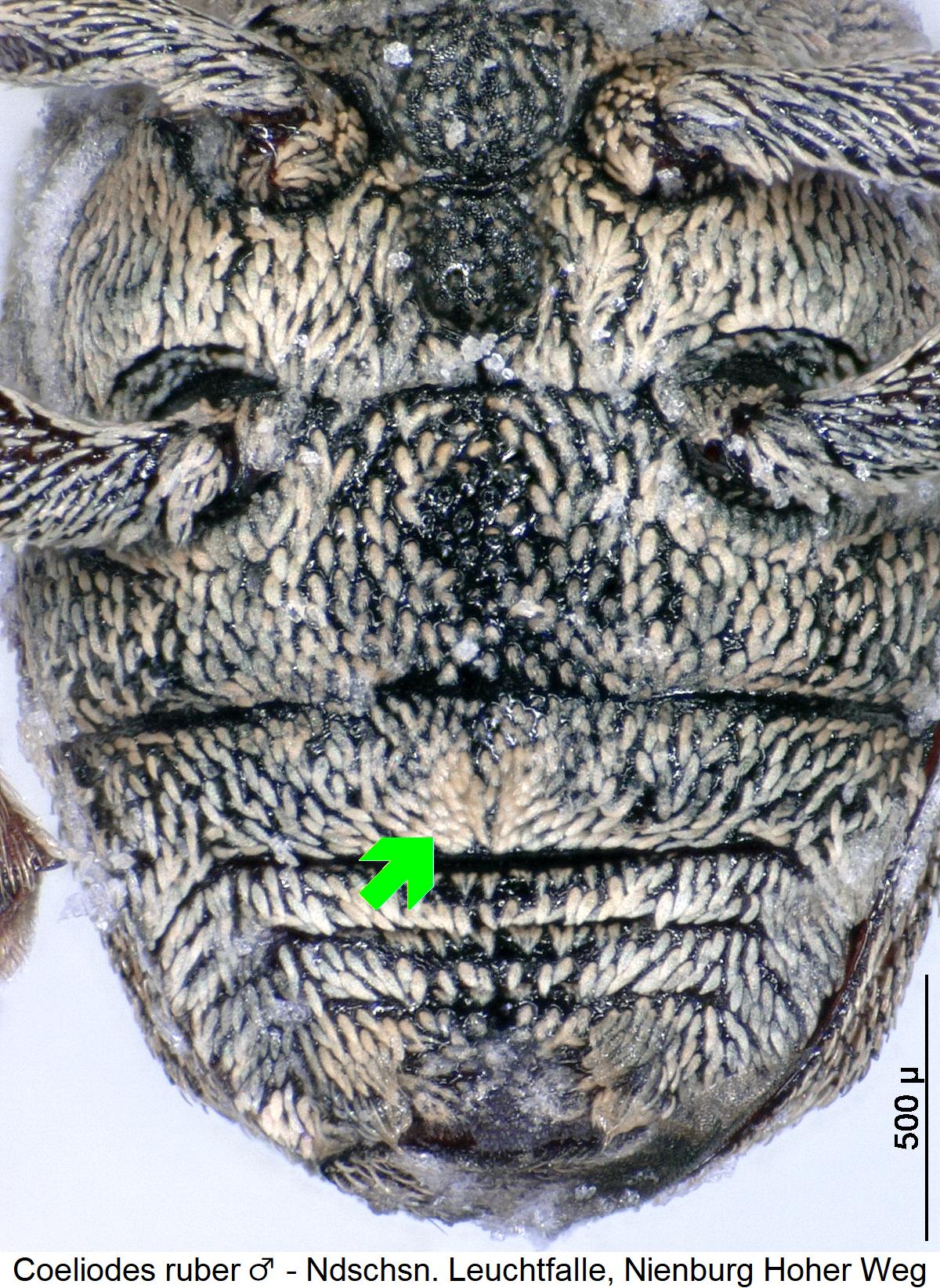 coeliodes_ruber_m_us.jpg