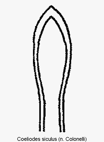 coeliodes_siculus.gif