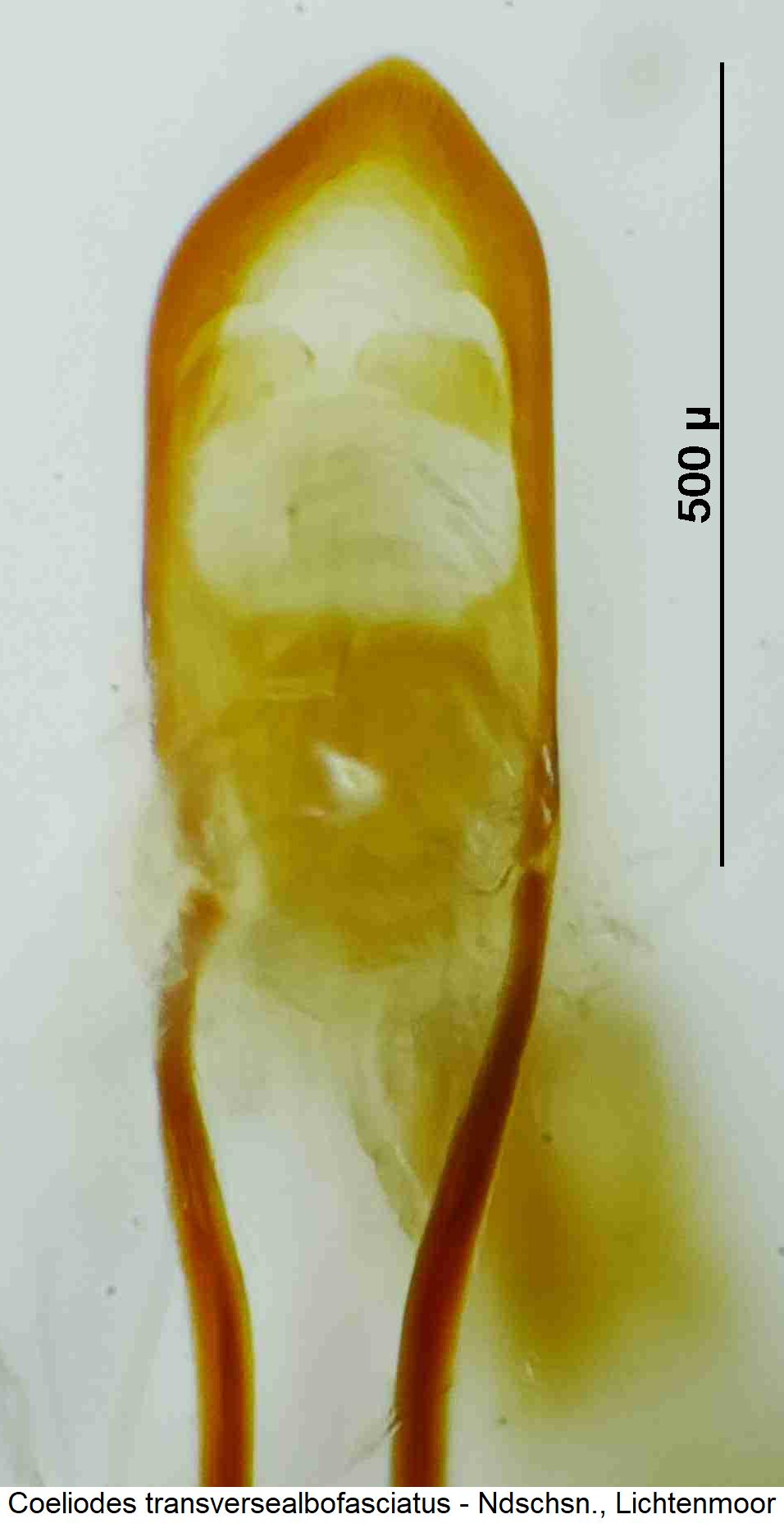 coeliodes_transversealbofasciatus.jpg