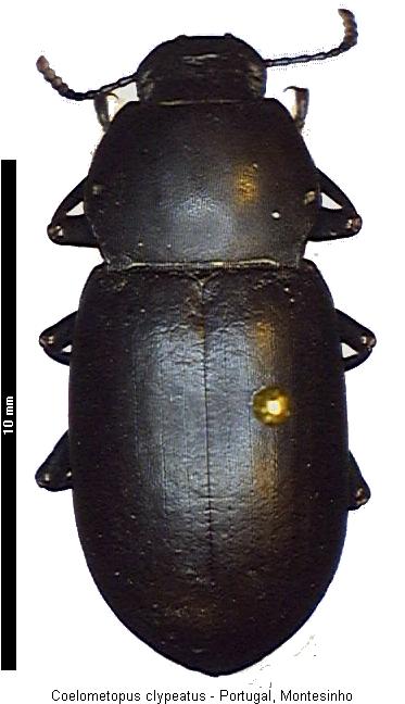 coelometopus_clypeatus_hab.jpg