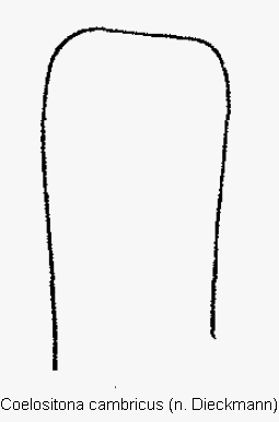 coelositona_cambricus.gif