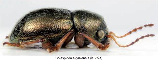colaspidea_algarvensis_sa.jpg