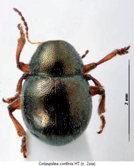 colaspidea_confinis_hab.jpg