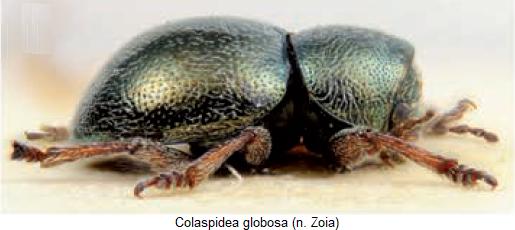colaspidea_globosa_sa.jpg