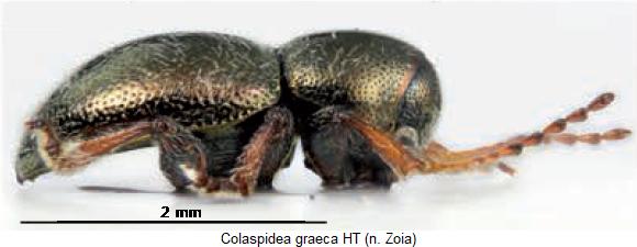 colaspidea_graeca_sa.jpg