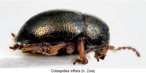 colaspidea_inflata_sa.jpg
