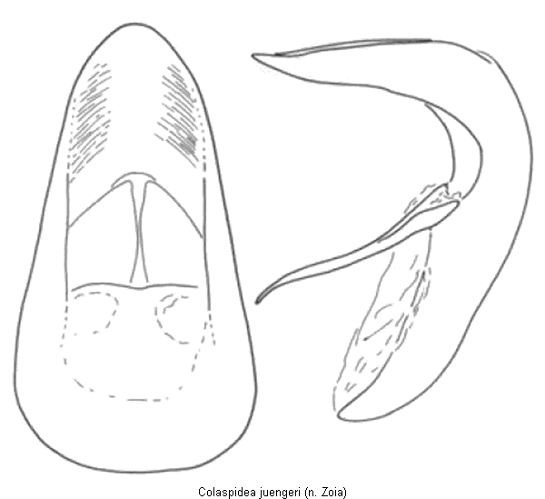 colaspidea_juengeri.gif