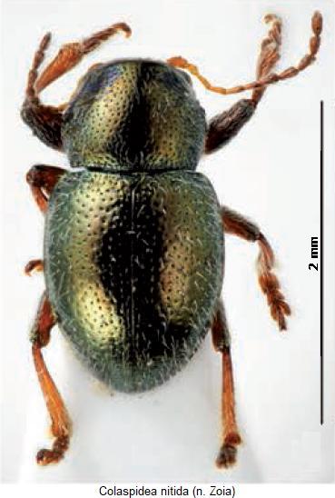 colaspidea_nitida_hab.jpg