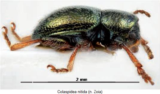 colaspidea_nitida_sa.jpg