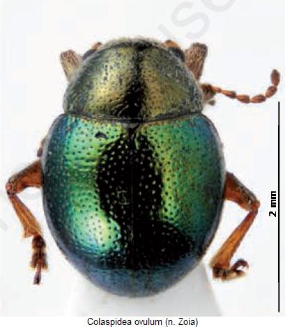 colaspidea_ovulum_hab.jpg