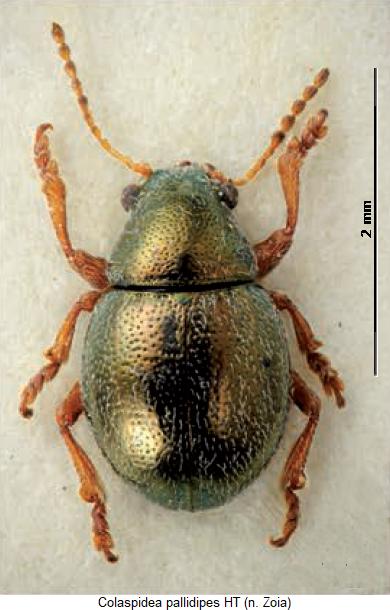 colaspidea_pallidipes_hab.jpg