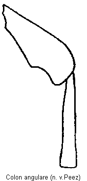 colon_angulare_hb.gif