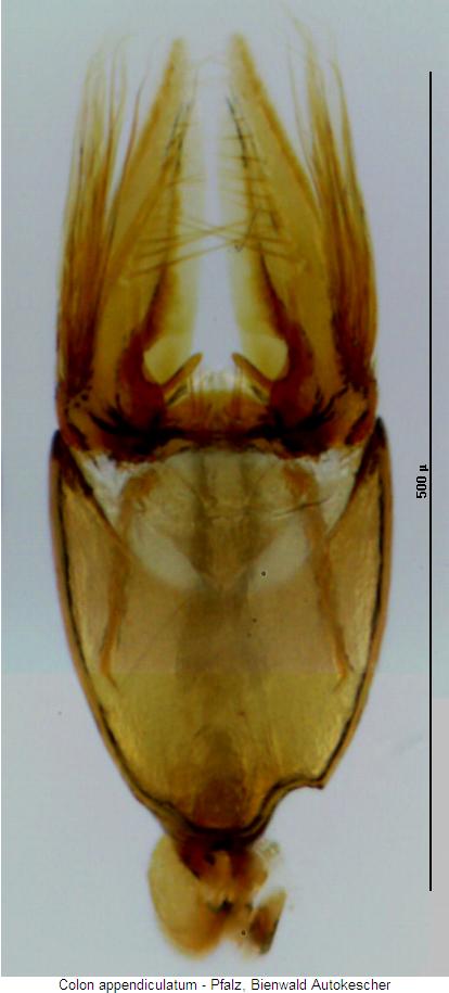 colon_appendiculatum.jpg