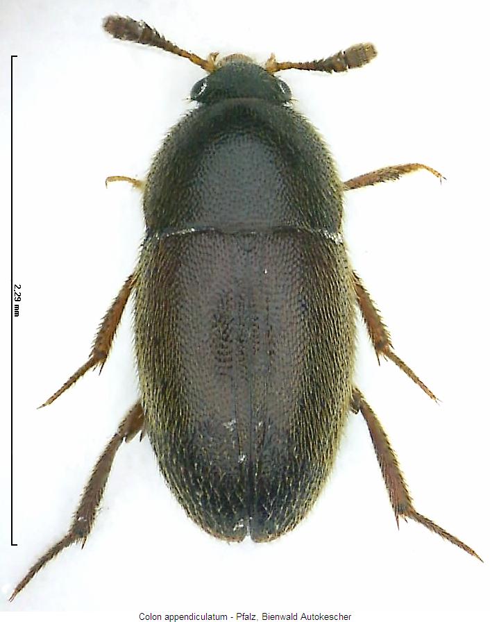 colon_appendiculatum_hab.jpg