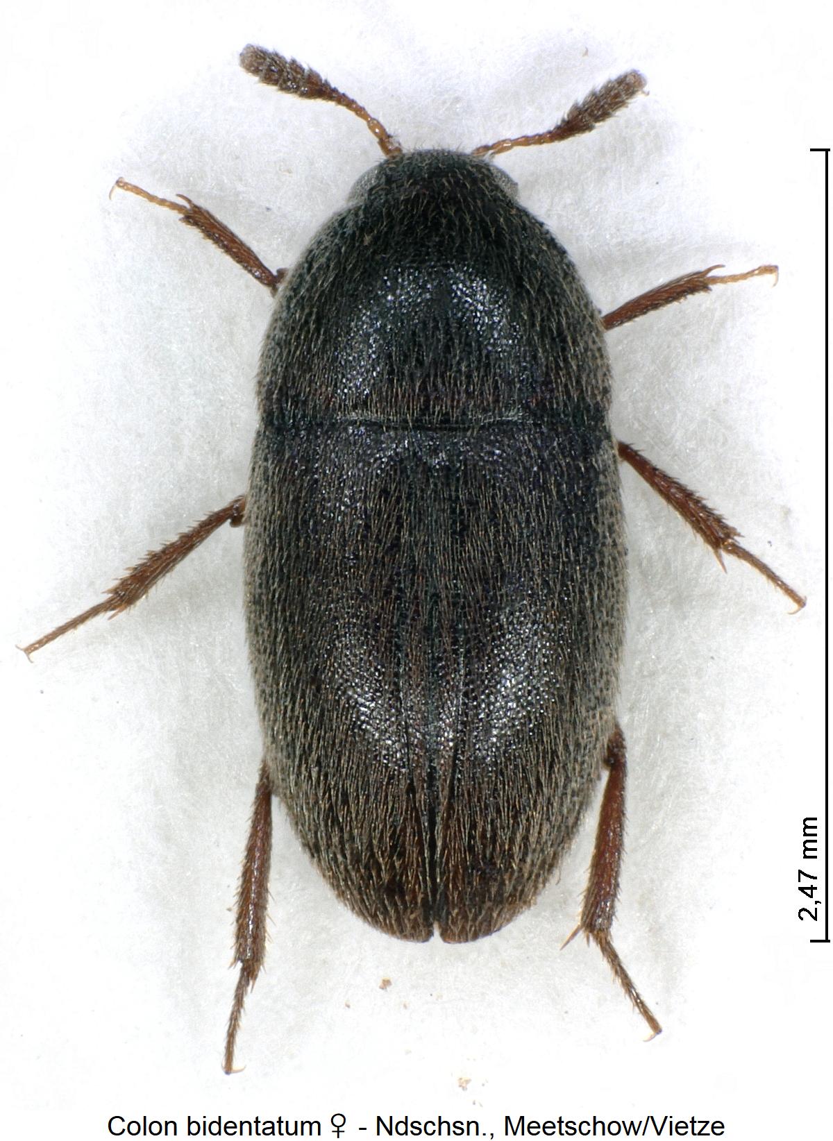 colon_bidentatum_w_hab.jpg