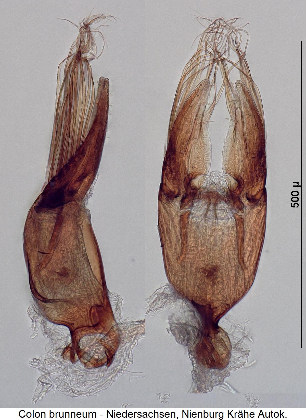 colon_brunneum4.jpg