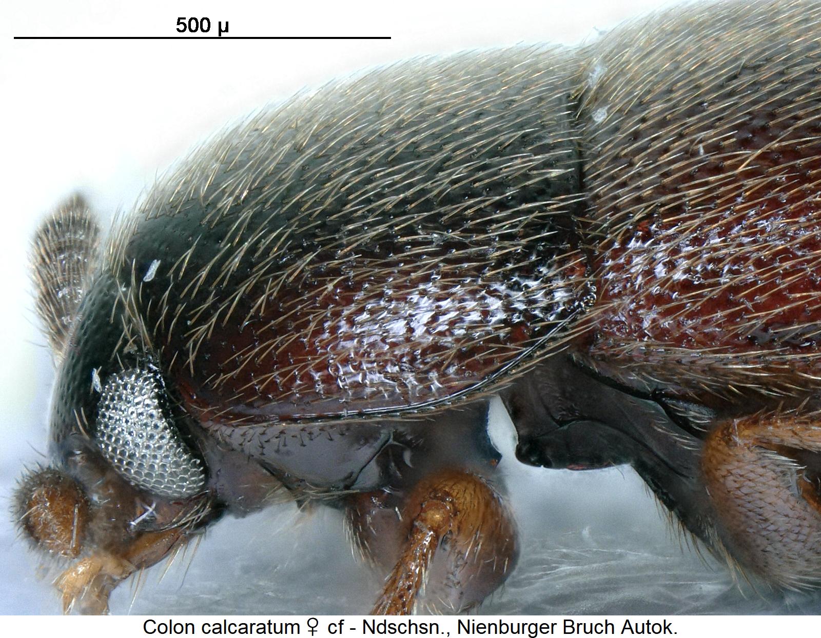 colon_calcaratum_w_sa.jpg