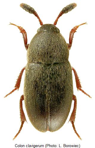 colon_clavigerum_hab.jpg