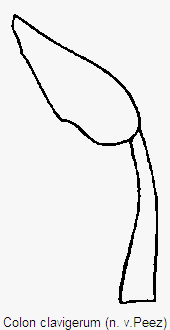 colon_clavigerum_hb.gif