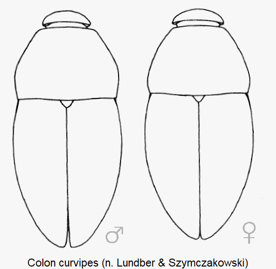 colon_curvipes_hab.gif