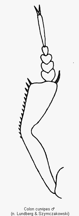 colon_curvipes_vschn.gif