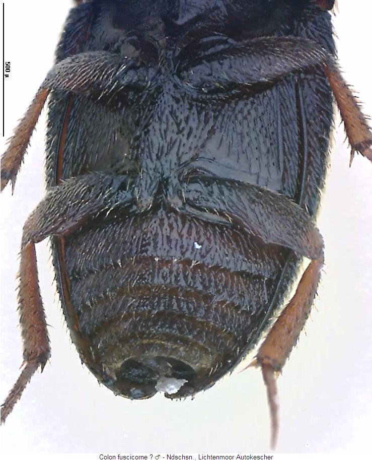 colon_fuscicorne_us.jpg