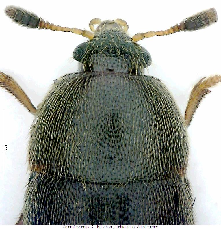 colon_fuscicorne_vk.jpg
