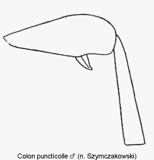 colon_puncticolle_m_hb.gif
