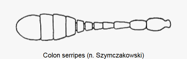 colon_serripes_f.gif
