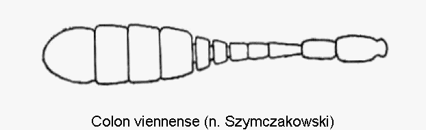 colon_viennense_f.gif